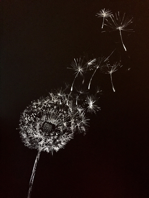 Liz Downing drawing,  Parachutes